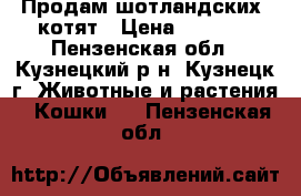 Продам шотландских  котят › Цена ­ 1 500 - Пензенская обл., Кузнецкий р-н, Кузнецк г. Животные и растения » Кошки   . Пензенская обл.